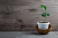 Young lemon tree in coconut Royalty Free Stock Photo