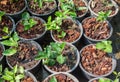 Young lemon tree in pot