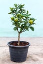 Young lemon tree in pot