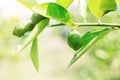 Young lemons are growing on trees. Royalty Free Stock Photo