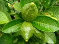 young lemons that have just been wetted by rainwater