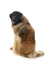 Young Leonberger in studio Royalty Free Stock Photo