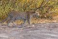 Young leopard crossing road in chobe in botswana in africa