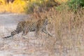 Young leopard crossing road in chobe in botswana in africa