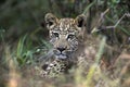 Young Leopard cub - Botswana