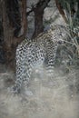 A young leopard cub Royalty Free Stock Photo