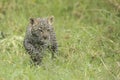Young Leopard cub, (Panthera pardus) Tanzania Royalty Free Stock Photo