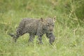 Young Leopard cub, (Panthera pardus) Tanzania Royalty Free Stock Photo