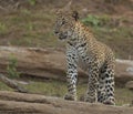 A young leopard cub walking on a wet sandy floor with sunlight. Royalty Free Stock Photo