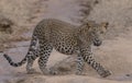 A young leopard cub walking on a wet sandy floor with sunlight. Royalty Free Stock Photo