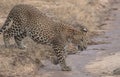 A young leopard cub walking on a wet sandy floor with sunlight. Royalty Free Stock Photo