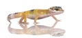 Young Leopard gecko - Eublepharis macularius Royalty Free Stock Photo
