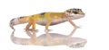 Young Leopard gecko - Eublepharis macularius