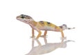 Young Leopard gecko - Eublepharis macularius