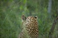 Leopard grooming itself before heading off.