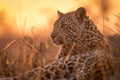 Portrait of a young leopard at sunset. Royalty Free Stock Photo