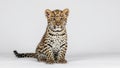 Young leopard (Panthera pardus) sits against a plain white backdrop Royalty Free Stock Photo