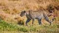 Young leopard  Panthera pardus walking Royalty Free Stock Photo