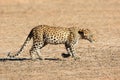 Young leopard walking - Kalahari desert Royalty Free Stock Photo