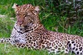 Young leopard resting in grass. Kenya. Royalty Free Stock Photo