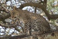 Young leopard sitting on a branch