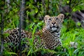 Young Leopard Stalking Prey in Tree Royalty Free Stock Photo