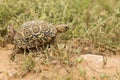 Young leopard tortoise Royalty Free Stock Photo