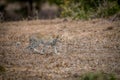 Young Leopard walking in the grass in the Kruger. Royalty Free Stock Photo