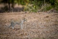 Young Leopard walking in the grass in the Kruger. Royalty Free Stock Photo