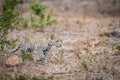 Young Leopard walking in the grass in the Kruger. Royalty Free Stock Photo