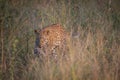 Young Leopard walking in the high grass. Royalty Free Stock Photo