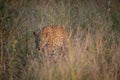 Young Leopard walking in the high grass. Royalty Free Stock Photo