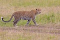 Young Leopard Walking Royalty Free Stock Photo