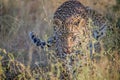 Young Leopard walking towards the camera. Royalty Free Stock Photo