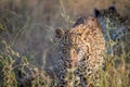 Young Leopard walking towards the camera. Royalty Free Stock Photo