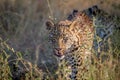 Young Leopard walking towards the camera. Royalty Free Stock Photo