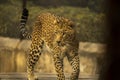 Young Leopard walking on a wooden platform Royalty Free Stock Photo