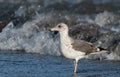 Sea Gull in the Beach Royalty Free Stock Photo