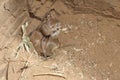 Young lesser jerboa, Jaculus jaculus Royalty Free Stock Photo