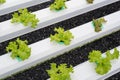 Young lettuce at hydroponic garden