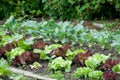 Young lettuce and kohlrabi plants