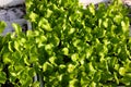 Young lettuce leaf seedlings available for purchase to be planted in the garden Royalty Free Stock Photo