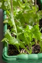 Young lettuce leaves in a long box for seedlings. Royalty Free Stock Photo