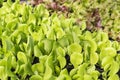 Young lettuce plant growing in the green house, vegetable garden Royalty Free Stock Photo