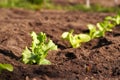 Young lettuce plant growing outdoors in a garden in sunlight Royalty Free Stock Photo