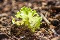 Young lettuce planted Royalty Free Stock Photo