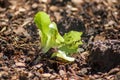 Young lettuce planted Royalty Free Stock Photo