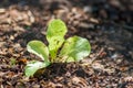 Young lettuce planted Royalty Free Stock Photo