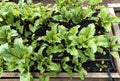 Young beetroot plants.