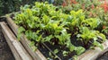 Young beetroot plants in raised vegetable garden.